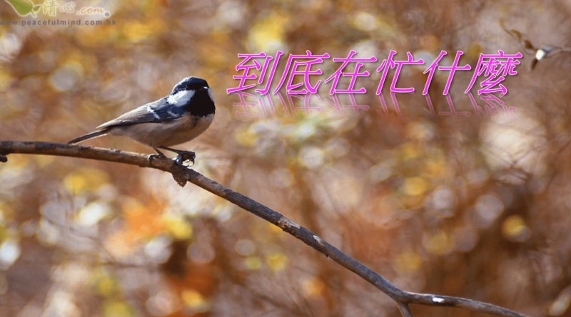 到底在忙什麼（盧瑞珊博士）