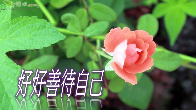 好好善待自己（盧瑞珊博士）