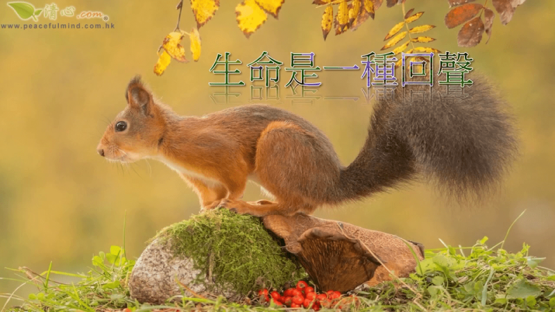 生命是一種回聲（盧瑞珊博士）