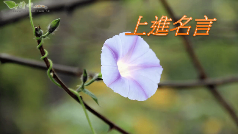 上進名言（盧瑞珊博士）