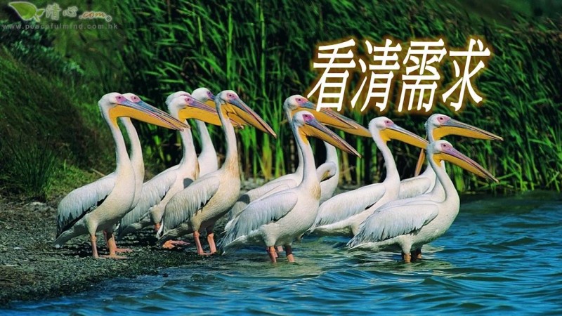 看清需求（盧瑞珊博士）